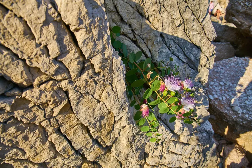 Kapara trnitá dobře roste na skalách a kamenných zdech.