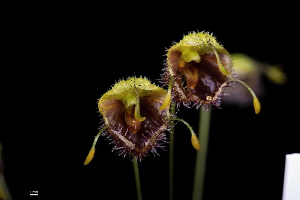 Diodonopsis erinacea - drobná orchidej rostoucí od Kostariky až po Ekvádor