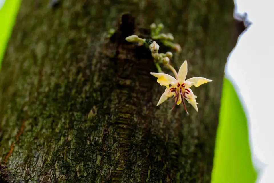 Květy kakaovníku pučí přímo z kmene. Pro nás velmi nezvyklé, v tropech nijak výjimečné