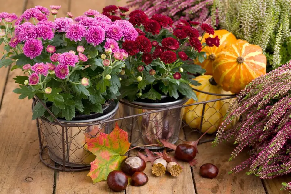 Ke chryzantémám a vřesům naaranžujte plody podzimu