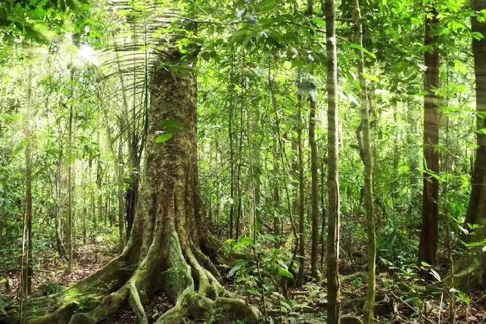Amazonský deštný prales – Ano, určitě vás minimálně jednou v životě napadlo, že si uděláte výlet do pralesa. Zapomeňte na to, že byste tu rozbili stanový tábor a jali se ohřívat párky v kotlíku nad ohništěm!.