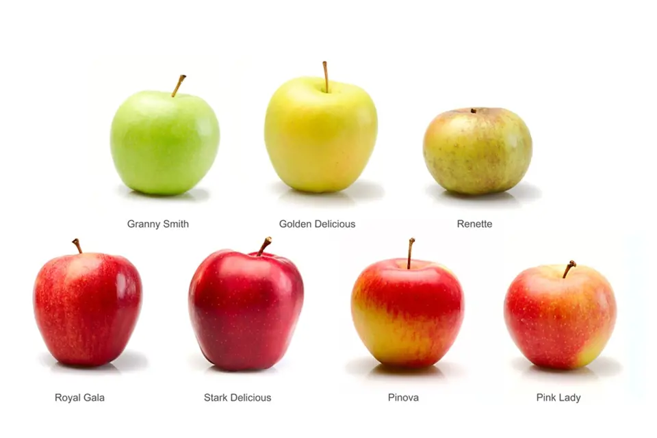 Jablka mají nejen různé tvary, ale i barvu v době zralosti.