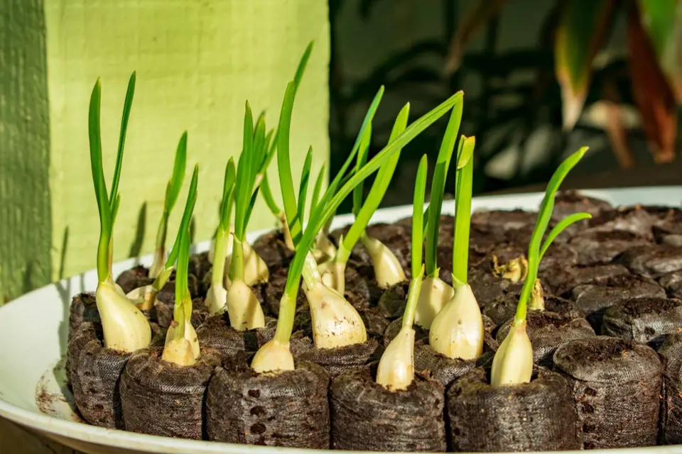 Narašený česnek můžeme pěstovat i v rašelinových tabletách.
