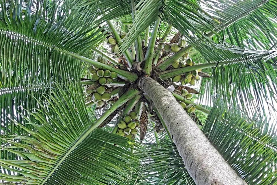 Kokosová palma se zrajícími kokosy