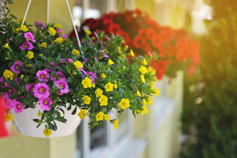 Samozavlažovací závěsné žardinky usnadní péči o květiny