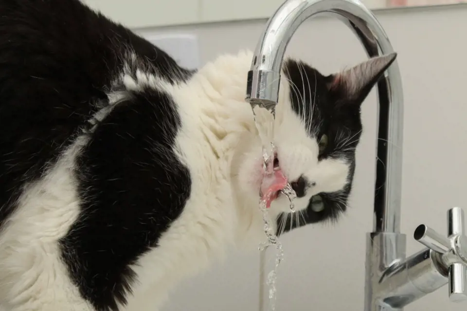 Kočky se rády napijí čerstvé tekoucí vody.