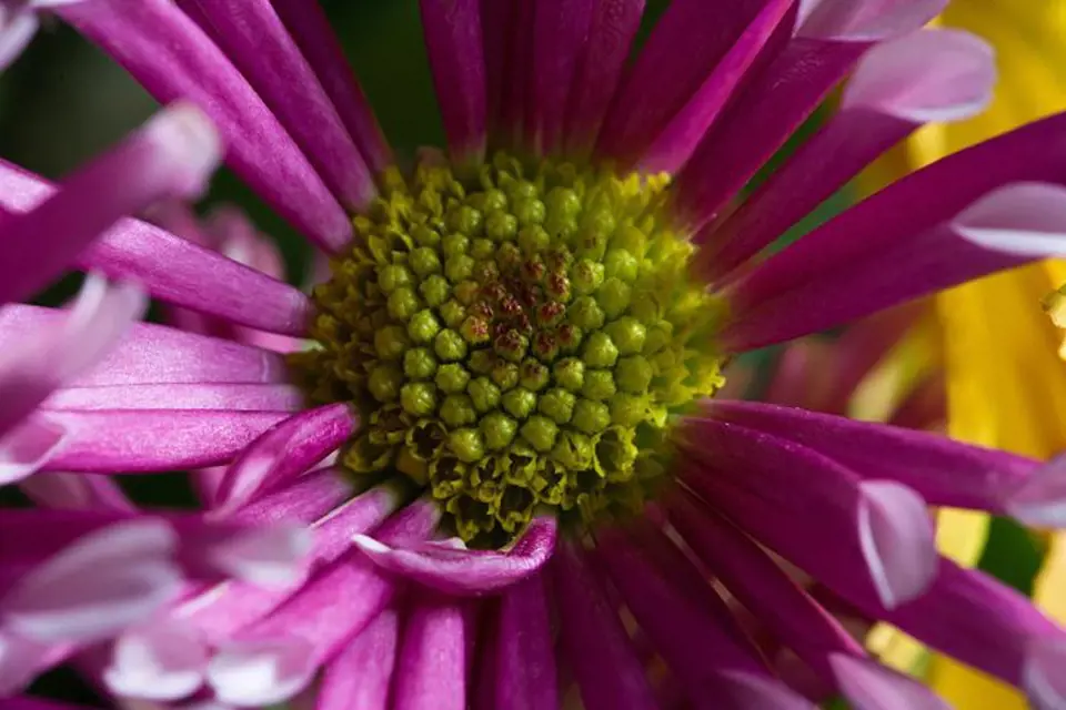 Detail fialového květu chryzantémy.