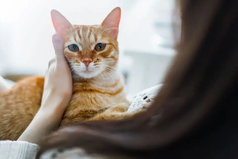 Kočky jsou okouzlující a svébytné kamarádky