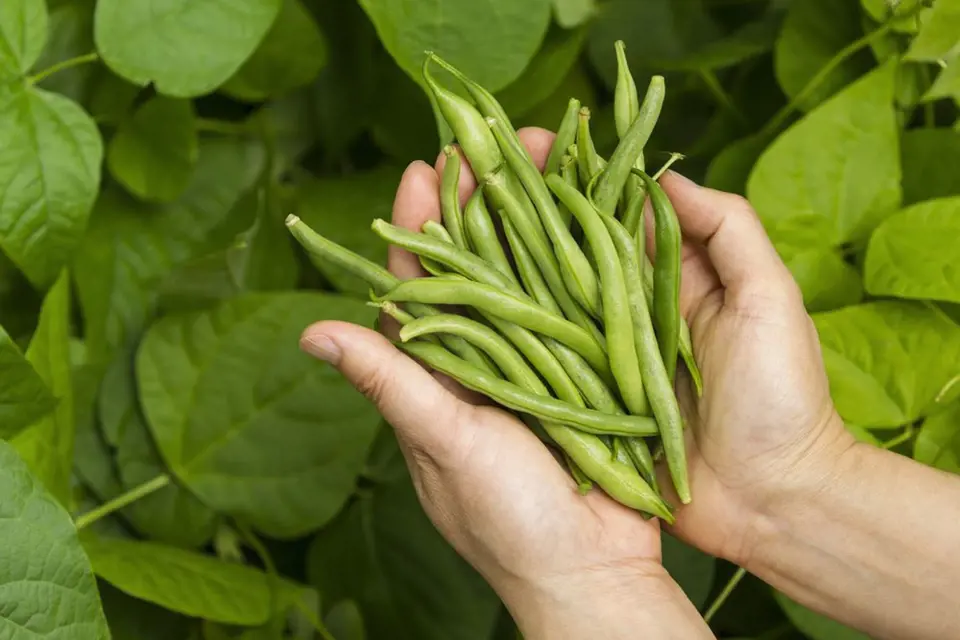 Zelené fazolky jsou výtečným zpestřením jídelníčku