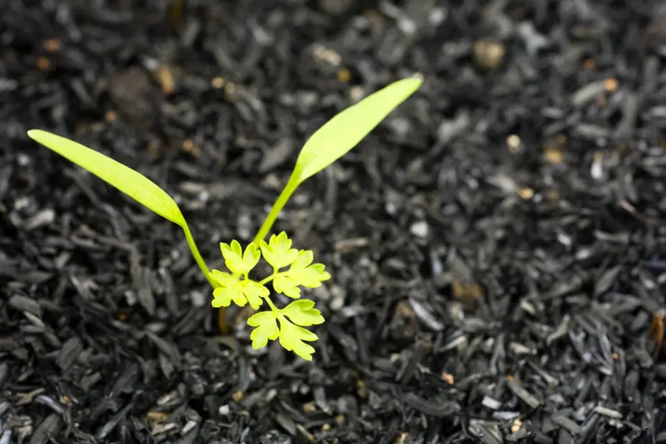 Mladá rostlinka kerblíku třebule.