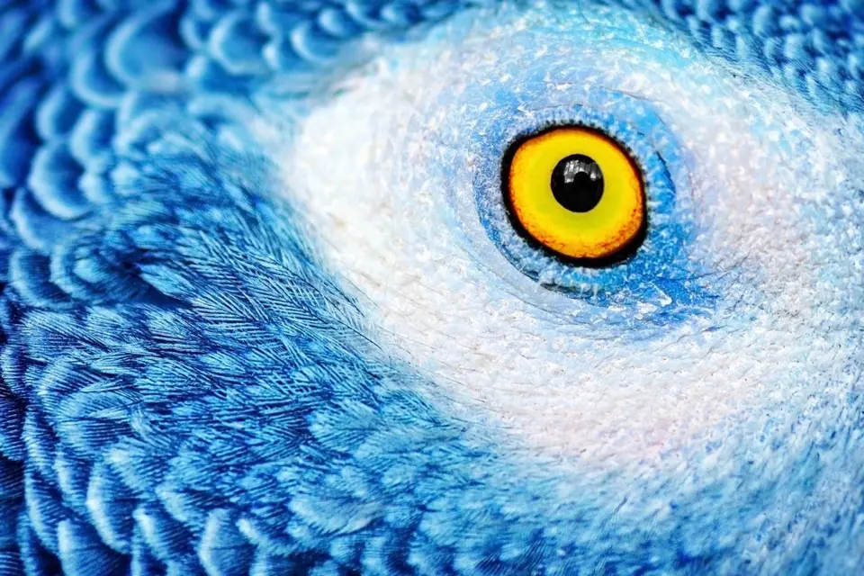 Modrý papoušek a jeho zrak.