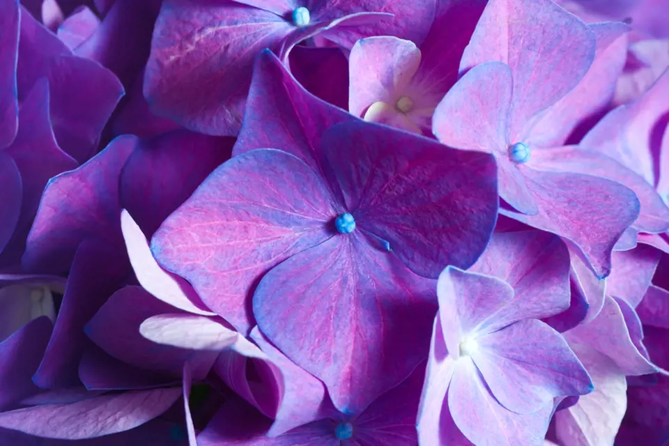 Květy hortenzií mění barvu z modré na fialovou a růžovou