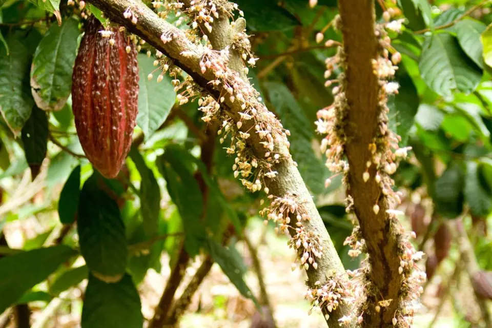 Kmen kakaovníku obalený květy, s jedním již zralým plodem