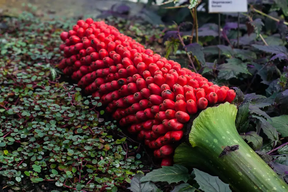 Zmijovec titánský (na snímku z 10. dubna) v liberecké botanické zahradě plodí, o semena mají zájem z celého světa. Bobule barvy zralých brusinek velké jako ředkvička jsou botanickou vzácností.
