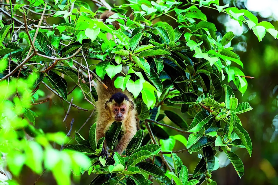 V brazilské džungli fotila Radana velmi inteligentní ploskonosé malpy hnědé...