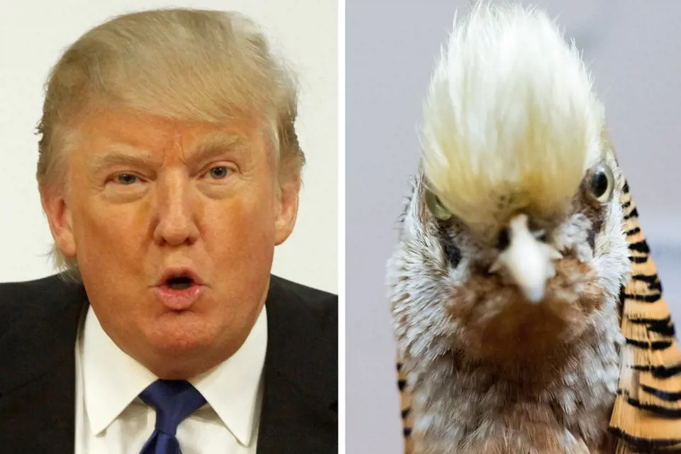 Srovnání Trumpa s ptákem. Podoba není náhodná