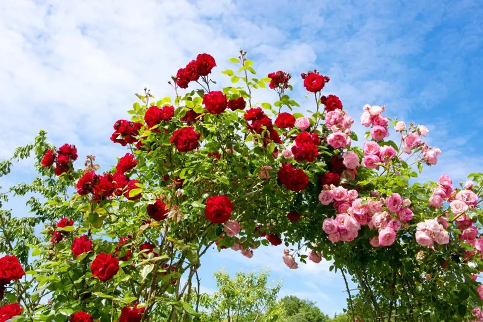 S růžovým loubím si budete připadat jak v zámeckém parku.