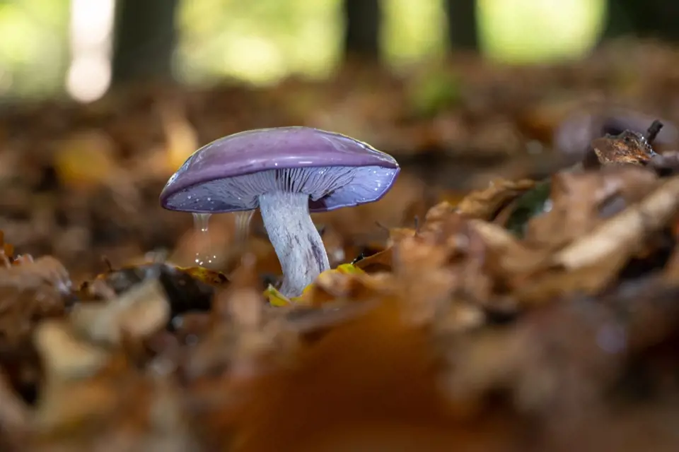 Čirůvka fialová se objevuje v lesích až na podzim.