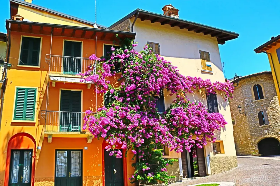 Bohatě kvetoucí bugenvilea v italském Gardone Riviera.