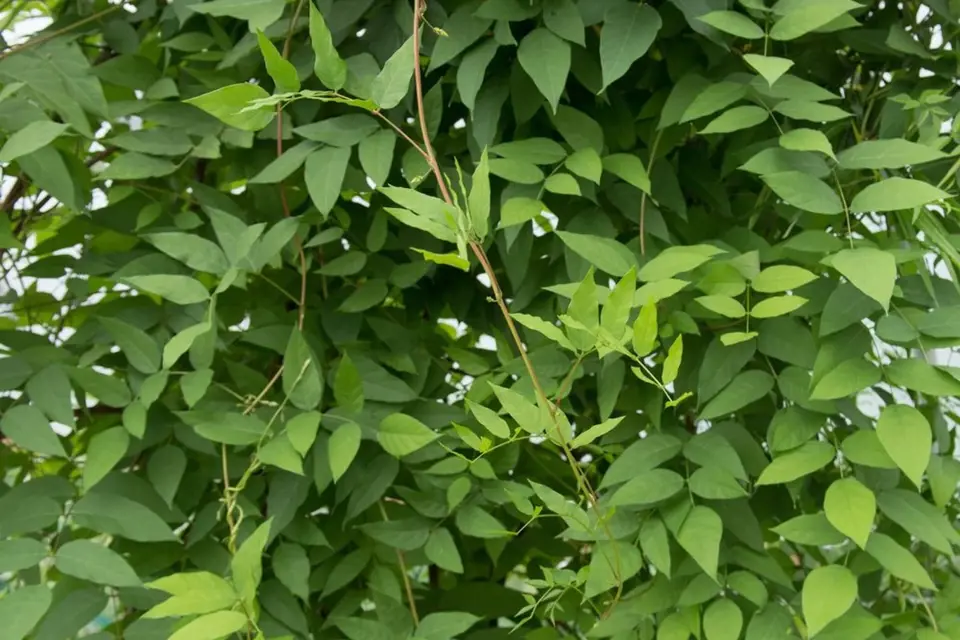 Hlízola nachová (Apios americana) je popínavá rostlina