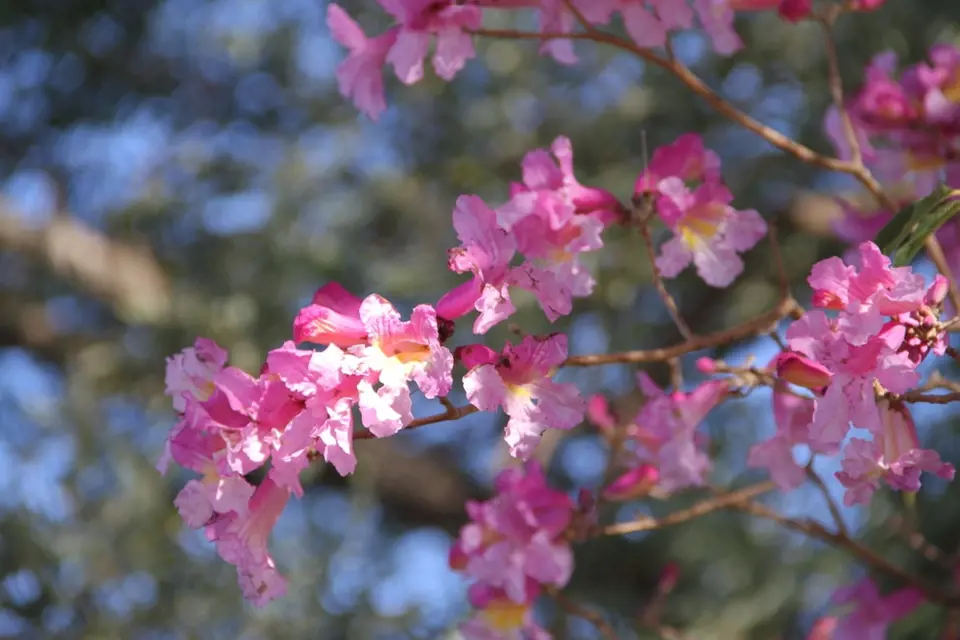 Detail květů stromu Handroanthus impetiginosus, přezdívaného též pink trumpet tree.