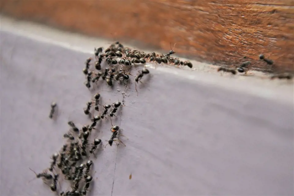 Mravenčí cestičky přerušte aromatickým kořením, například hřebíčkem.