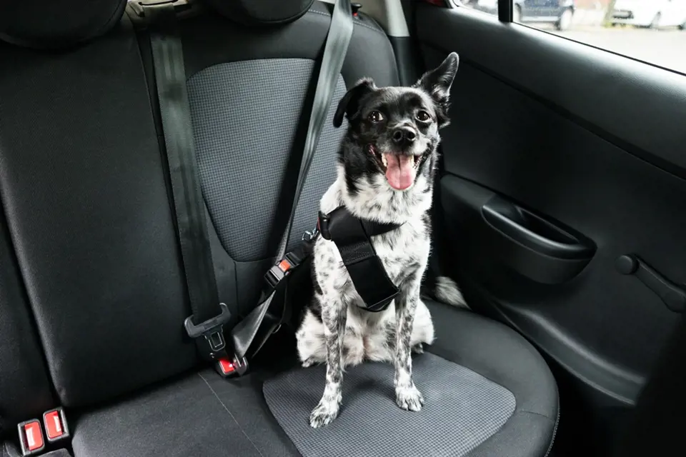 Cestuje-li pes v autě na zadním sedadle, musí mít speciální pás.