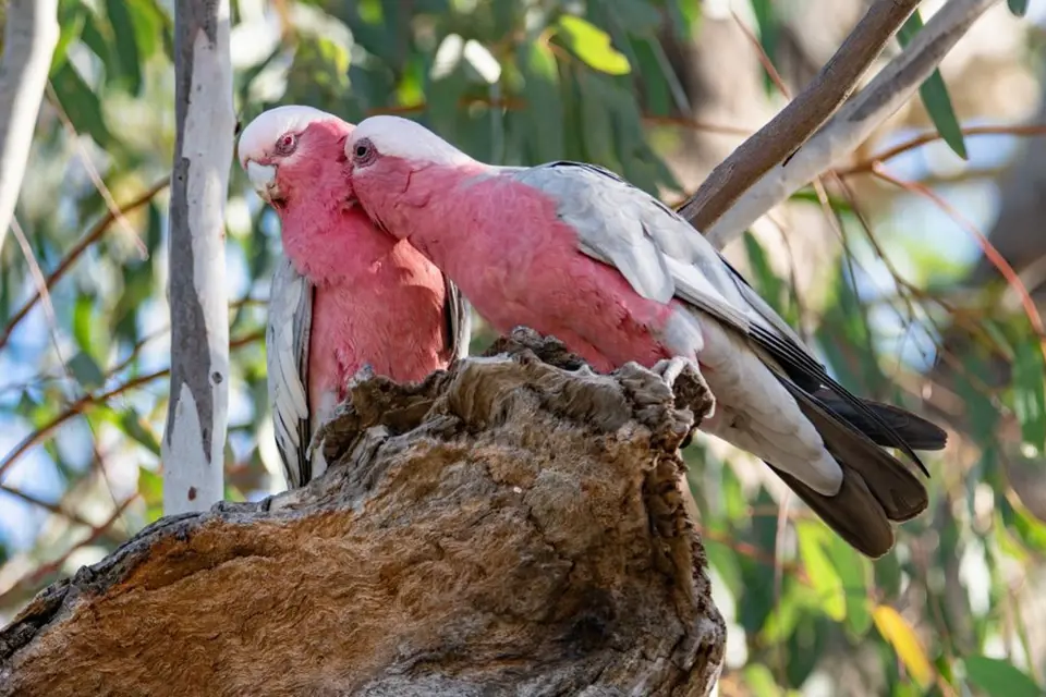 Námluvy páru kakadu růžového