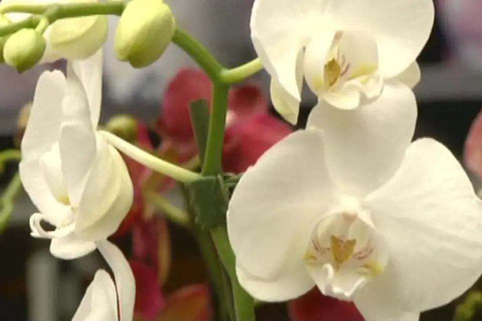 Nenáročná orchidej, jejíž křehké květy vydrží na rostlině velmi dlouho. Vhodná pro začátečníky.
