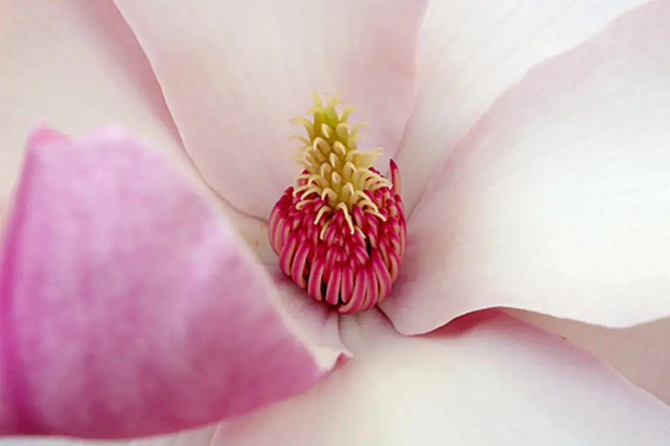 detail květu magnolie