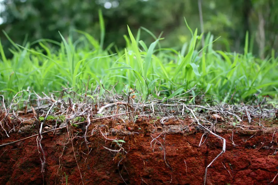 Pohled do nitra trávníku, suché části brání příjmu vláhy a živin.