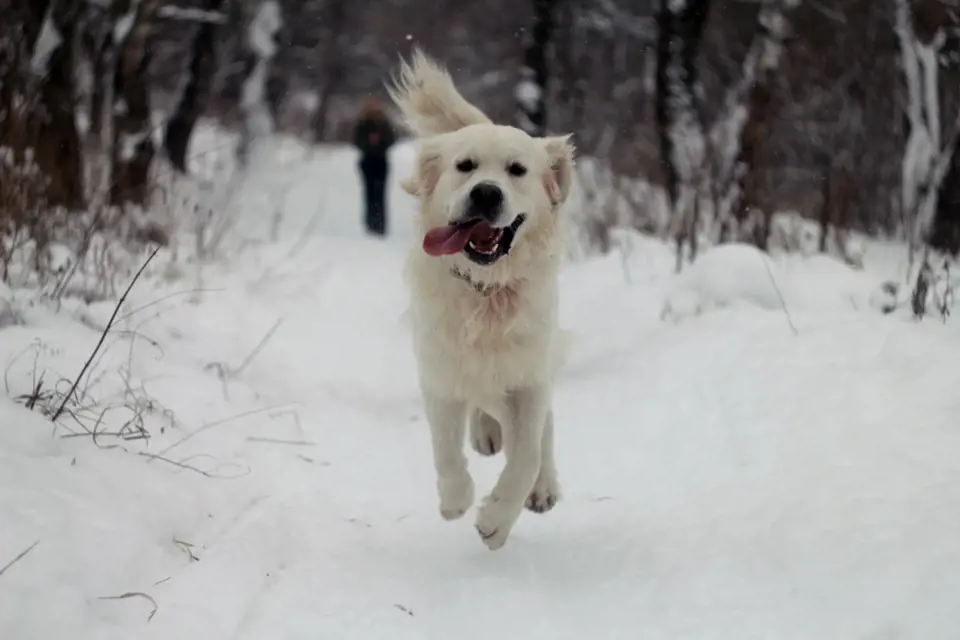 Procházky v zimě jsou pro psa stejně důležité jako v jiném ročním období.