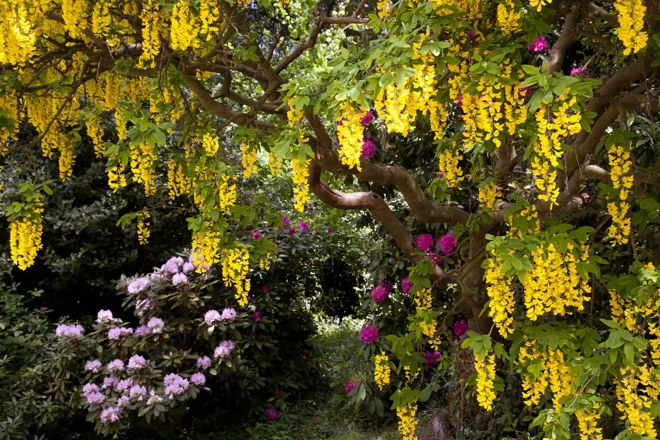 Štědřenec rozkvétá množstvím žlutých květů v květnu.