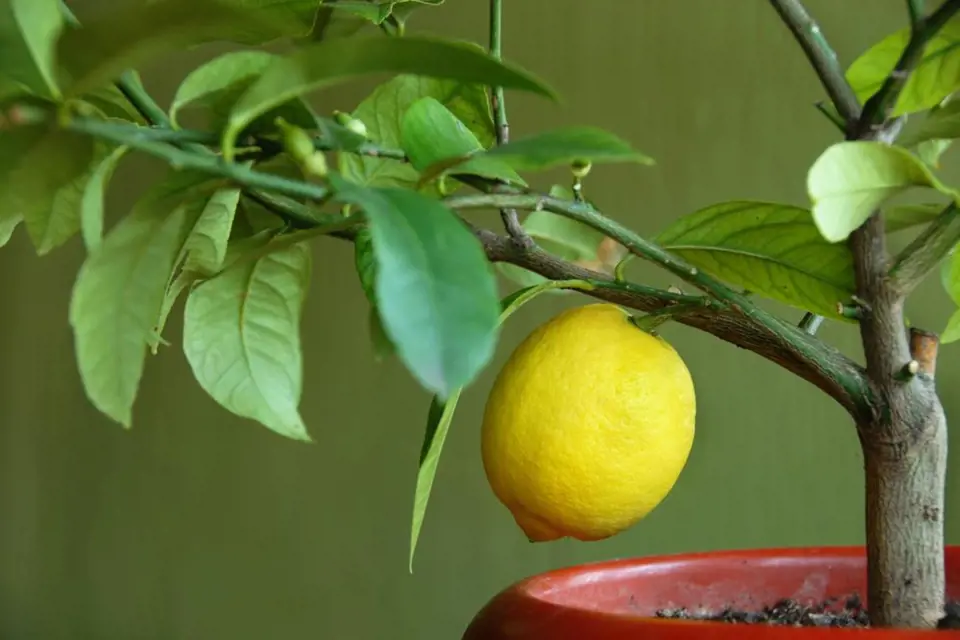 Je libo vlastní citróny ze subtropické zimní zahrady?