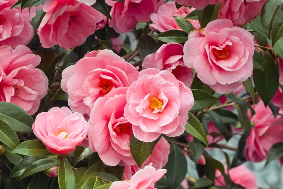 kamélie japonská (Camellia japonica)