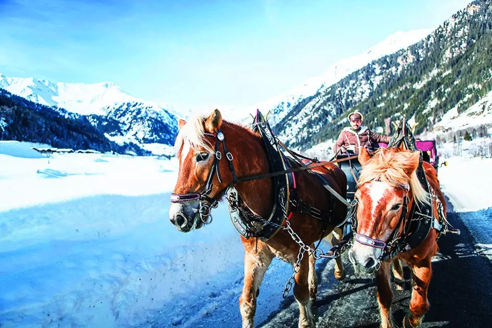 Lorenzo vozí turisty údolím v kočáře taženém koňmi.