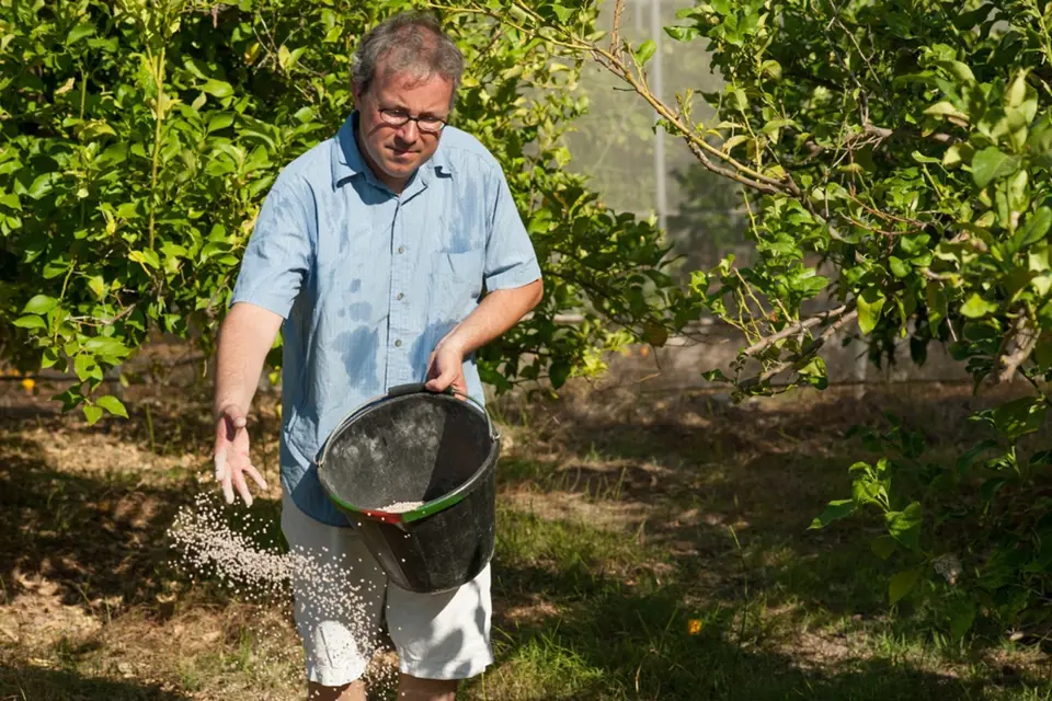 Při ruční aplikaci hnojiva často dochází k nepravidelnému dávkování.