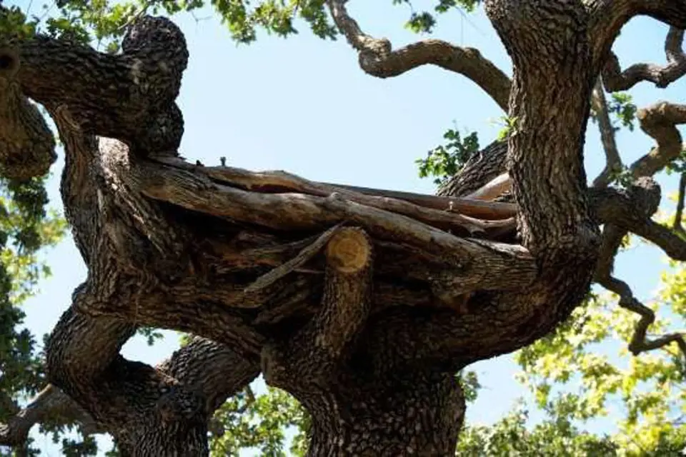 Na plošině v koruně stromu skládal Michael Jackson své největší hity.