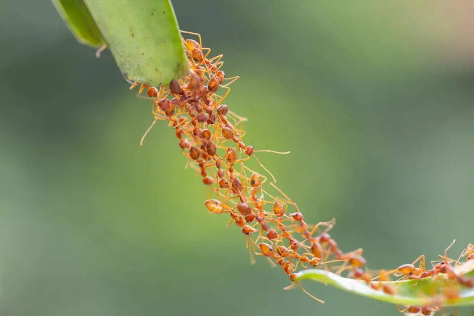 Schopnost spolupráce je u mravenců fascinující