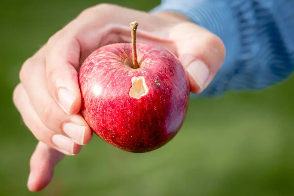 Dozrávající jablka poškozují naklováním i ptáci.