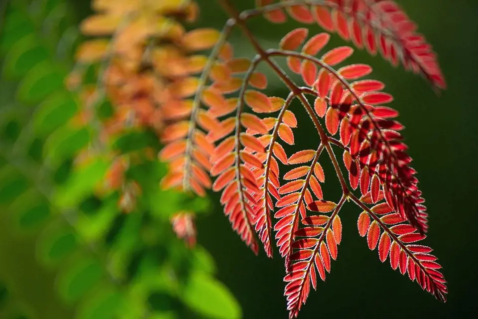 Listy dřezovce se krásne vybarví na podzim, některé kultivary i na jaře