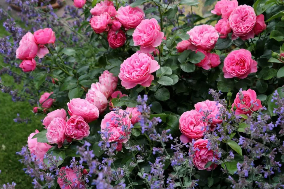 Fialově kvetoucí šanta je ladným doplňkem růžových růží