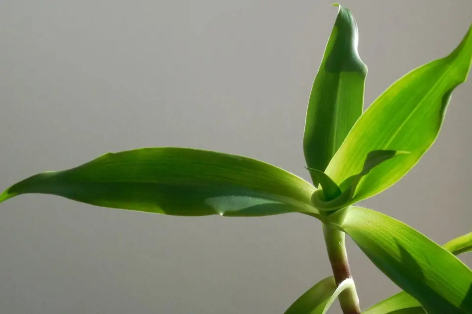 kalísie voňavá (Calisia fragrans)