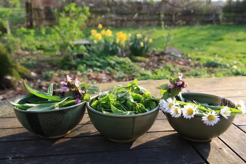 Dary jarní zahrady, jedlé a nesmírně zdravé