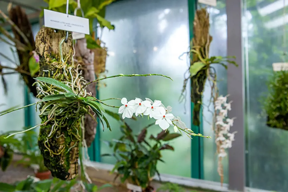 orchidej Aerangis luteoalba