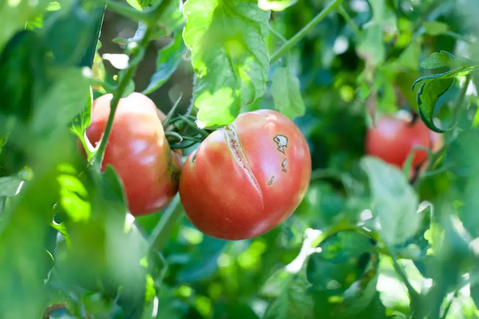 Střídání sucha a vláhy vede k praskání rajčat