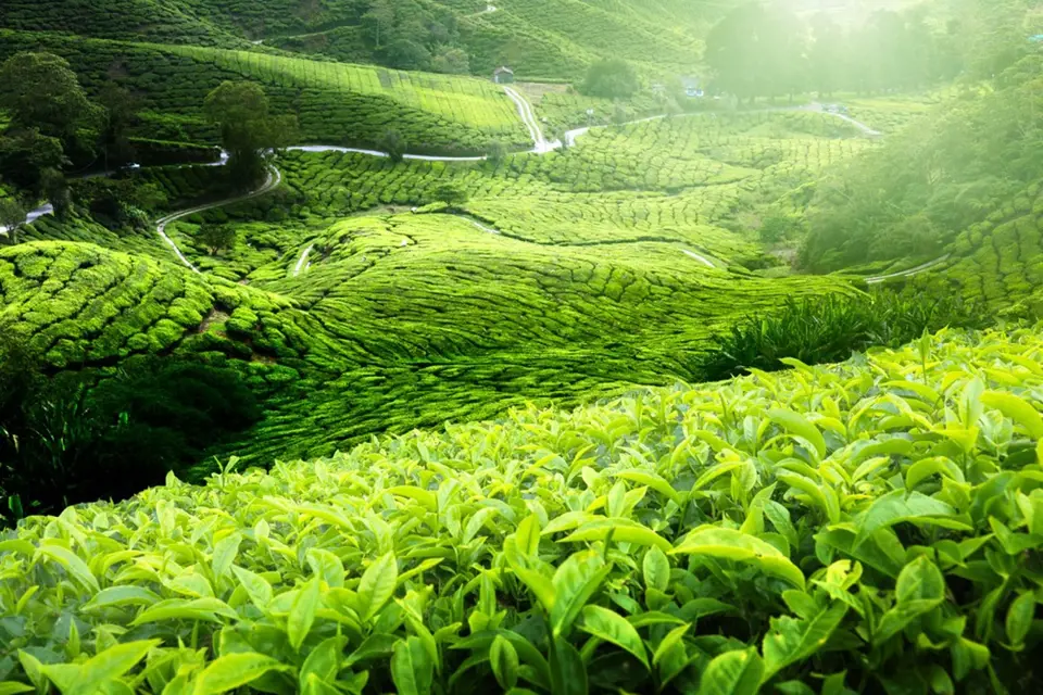 Malajsie, zelený čaj