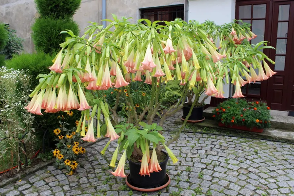 Durmanovec (Brugmansia suaveolens) patří k rostlinám, kterým letnění prospívá.