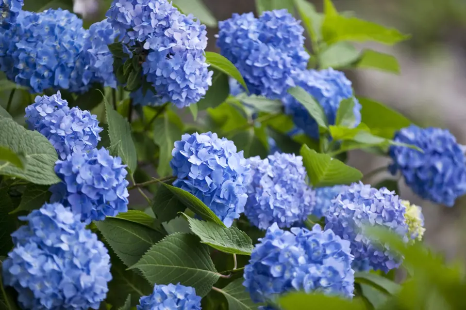 V kyselé půdě je květenství hortenzií nebesky modré