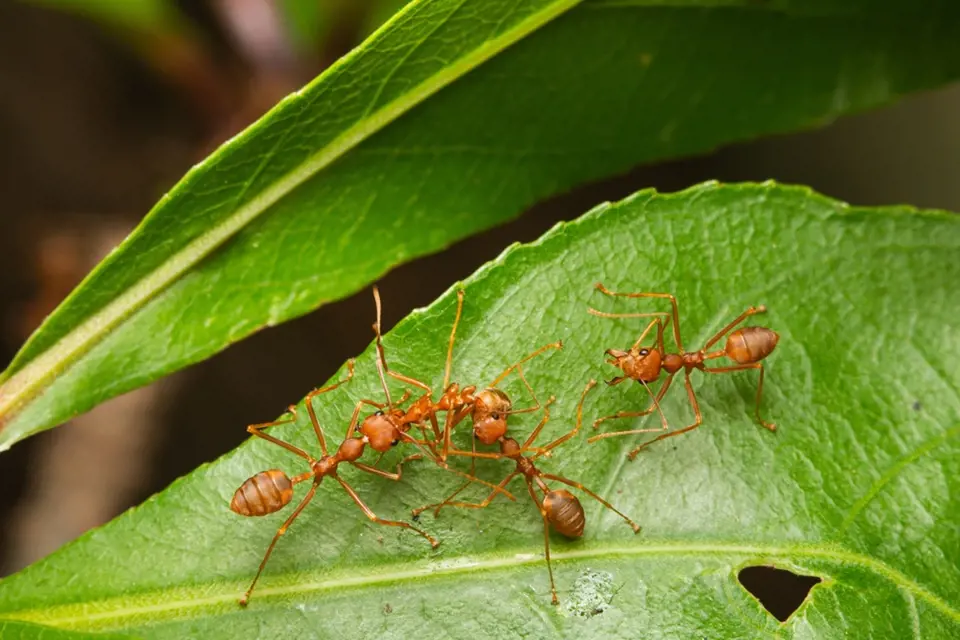 Mravenci s oblibou vykusují mladé šťavnaté listy a listové pupeny stromů.